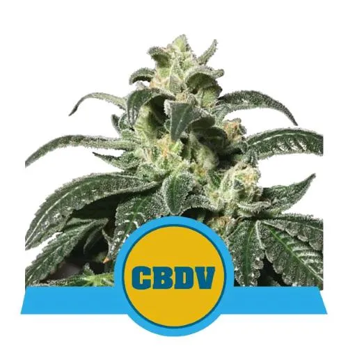 ROYAL QUEEN SEEDS - ROYAL CBDV AUTO - 25 SEMI