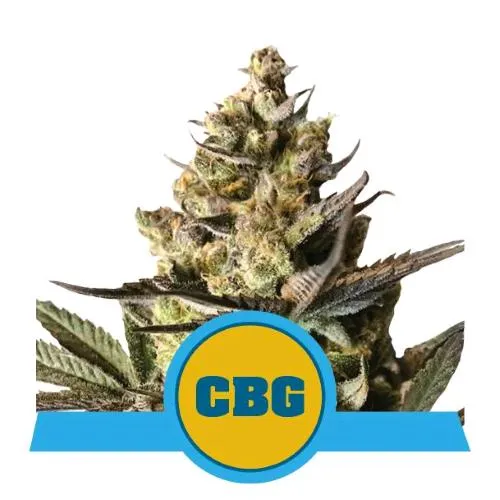 ROYAL QUEEN SEEDS - ROYAL CBG AUTO - 25 SEMI