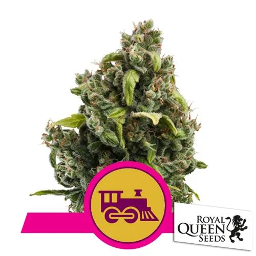 ROYAL QUEEN SEEDS - CANDY KUSH EXPRESS FEM FAST - 10 SEMI