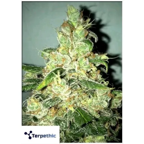 TERPETHIC - ROCKETS COOKIES FEM - VERSIONE FAST - 3 SEMI