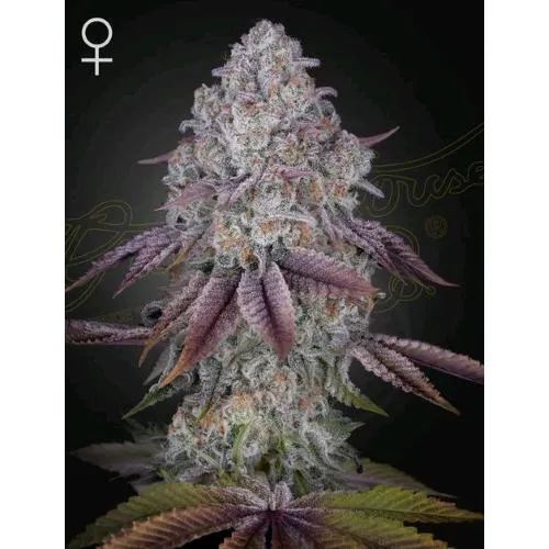 GREEN HOUSE - PERSIAN PIE FEM - 10 SEMI