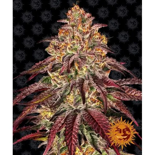 BARNEY'S FARM - MIMOSA X ORANGE PUNCH AUTO - 10 SEMI
