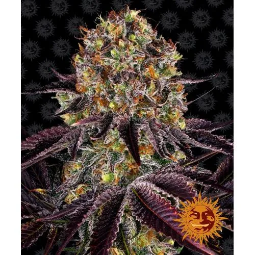 BARNEY'S FARM - RUNTZ X TORTA A STRATI FEM - 3 SEMI