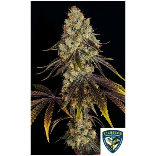 TH SEEDS - FRENCH COOKIES FEM - 2 SEMI - 710 Confezione speciale limitata