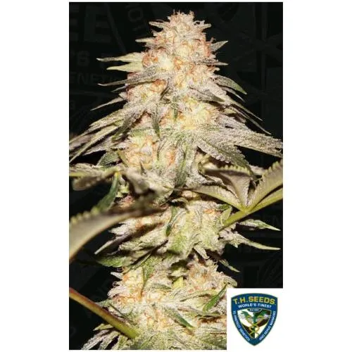 TH SEMI - BUBBLEBANANAGUM FEM - 6+1 SEMI