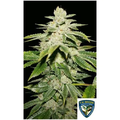 TH SEEDS - ANGURIA ULTRA FEM - 7+1 SEMI - Confezione speciale limitata 710