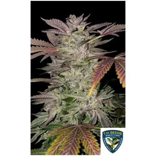 TH SEMI - TORTA GELATO FEM - 2 SEMI