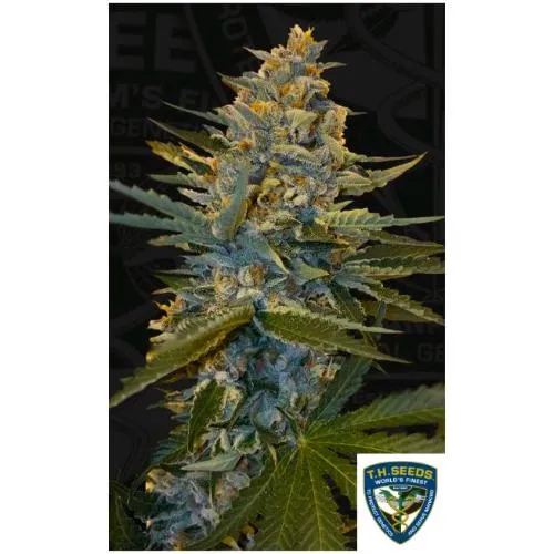 TH SEMI - BANANA CANDY KRUSH FEM - 2 SEMI