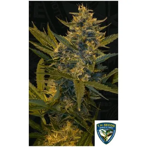 SEMI TH - MELONSICLE FEM - 6+1 SEMI