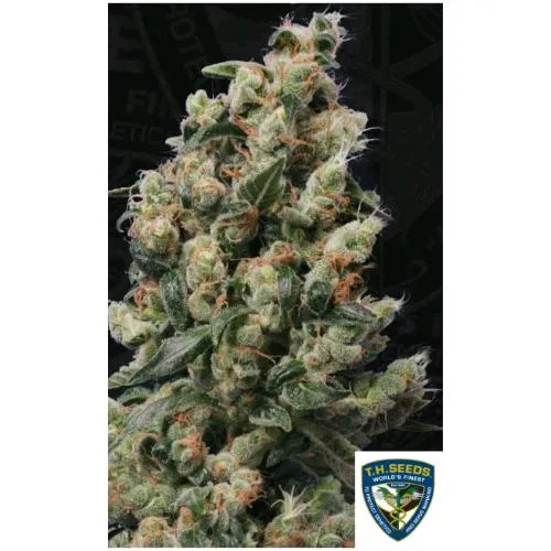 SEMI TH - KUSHAGE FEM - 5+1 SEMI