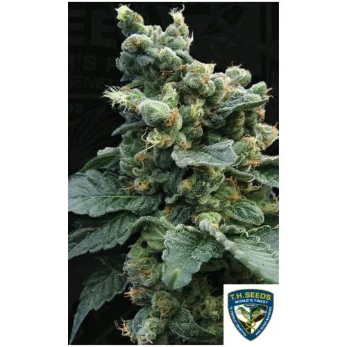 TH SEMI - SAGE'N SOUR FEM - 5+1 SEMI