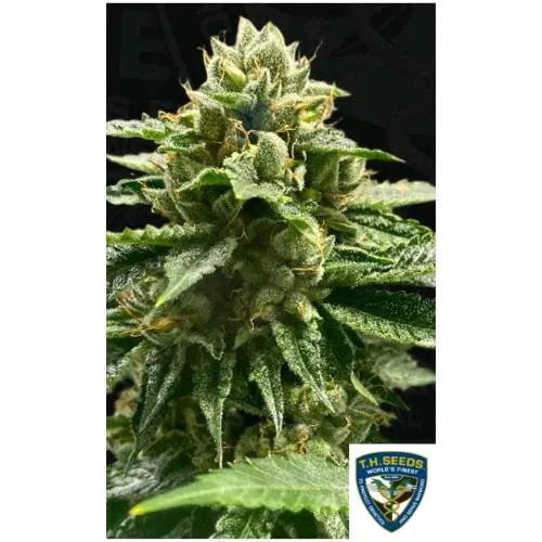 TH SEMI - MELONE VADER FEM - 5+1 SEMI