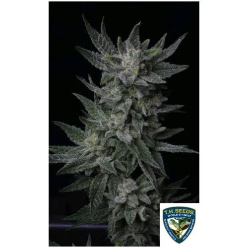TH SEMI - BUBBLEGUM AUTO - 2 SEMI