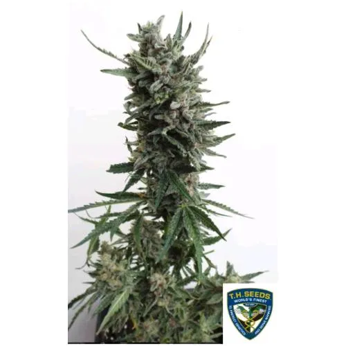 TH SEEDS - CRITICAL HOG AUTO - 10+2 SEMI