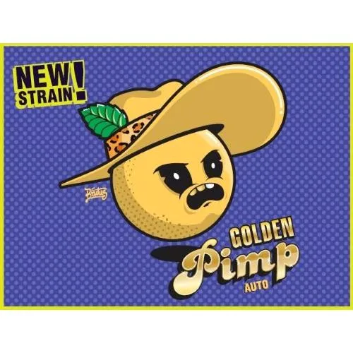 SEMI DI GECKO - GOLDEN PIMP AUTO - 3 SEMI
