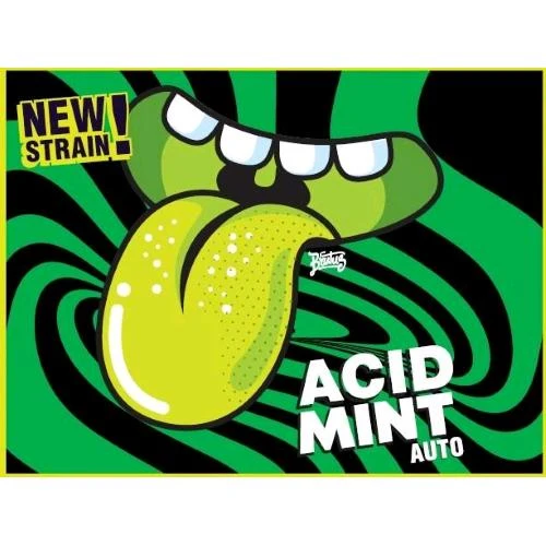 SEMI DI GECKO - ACID MINT AUTO - 3 SEMI