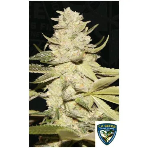 TH SEMI - PLANET LEMON FEM - 7+1 SEMI