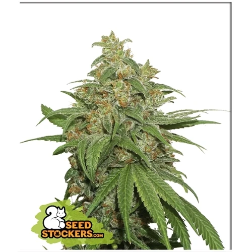 STOCCATORE DI SEMI - AK420 AUTO - 1 SEME