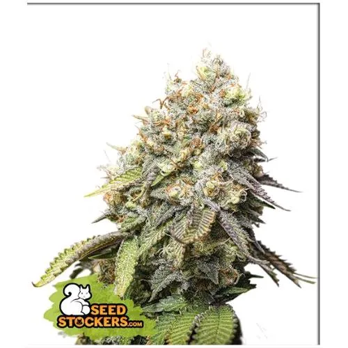 STOCKERS DI SEMI - BRUCE BANNER FEM - 1 SEME