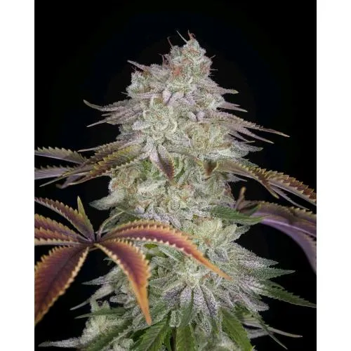 CASA VERDE - ALIENZ FEM - 3 SEMI