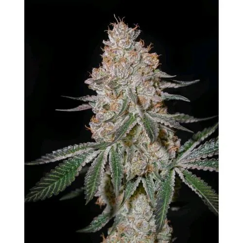 CASA VERDE - HIGHCLOUDZ FEM - 3 SEMI
