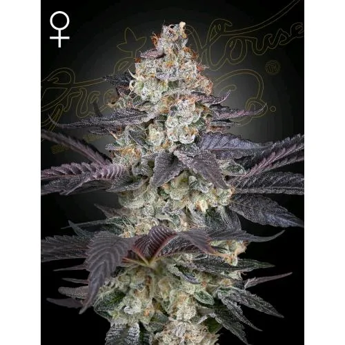 GREEN HOUSE - ZTRAWBERRY FEM - 5 SEMI