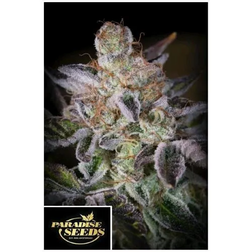 SEMI DEL PARADISO - SWEETOPIA FEM - 10 SEMI