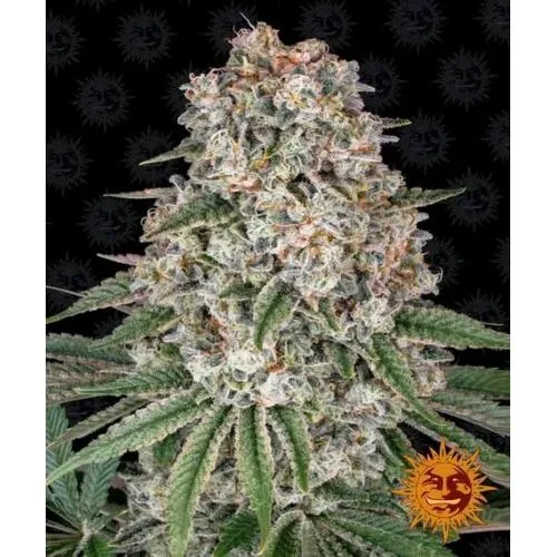 BARNEY'S FARM - TROPICANNA BANANA FEM - 10 SEMI