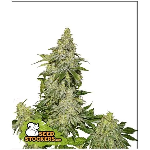 STOCKERS DI SEMI - SHERBET AUTO - 1 SEME