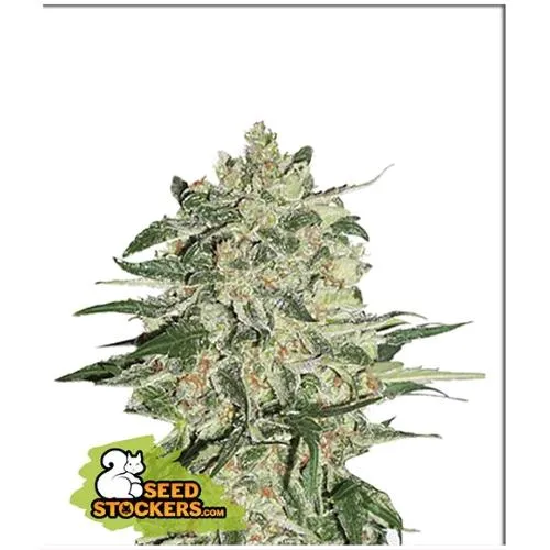 CALZATORE DI SEMI - BIG BUD FEM - 1 SEME