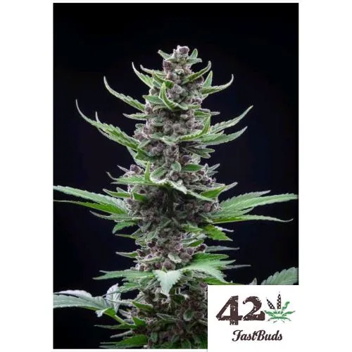 FAST BUDS - TROPICANA COOKIES AUTO - 5 SEMI