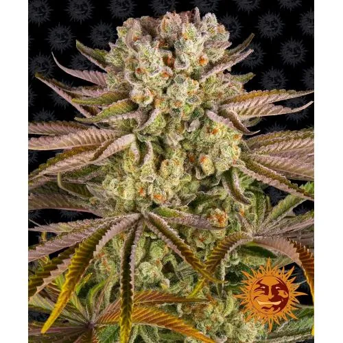 BARNEY'S FARM - PINEAPPLE EXPRESS - 1 SEME