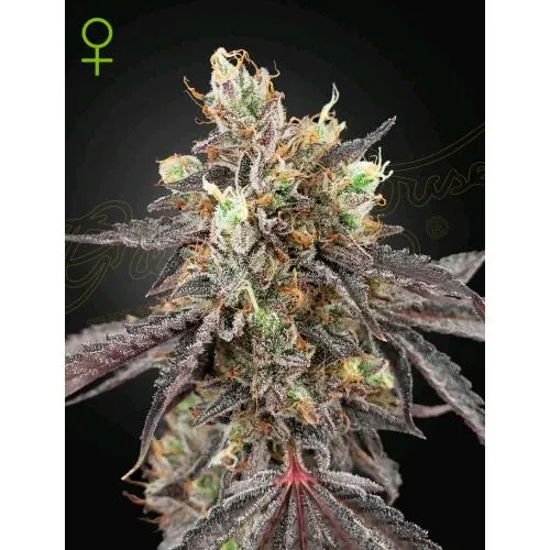 GREEN HOUSE - GELATO #41 X GELATO #41 AUTO - 1 SEME
