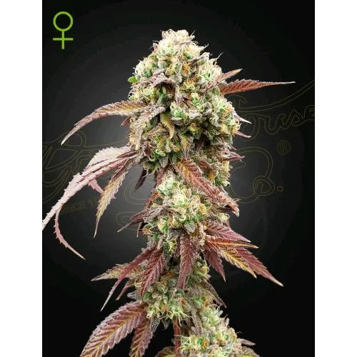GREEN HOUSE - WEST COAST OG X GELATO #41 AUTO - 5 SEMI