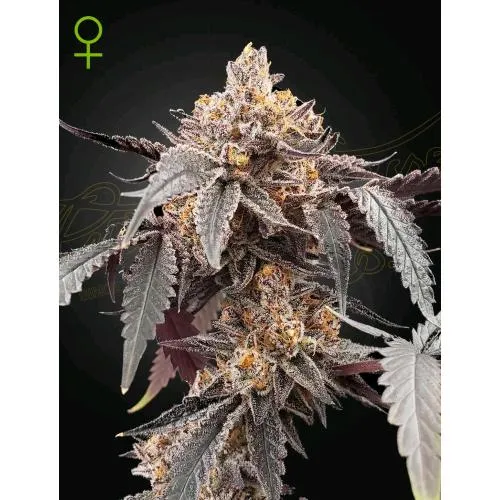 GREEN HOUSE - GUAVA X GELATO #41 AUTO - 1 SEME