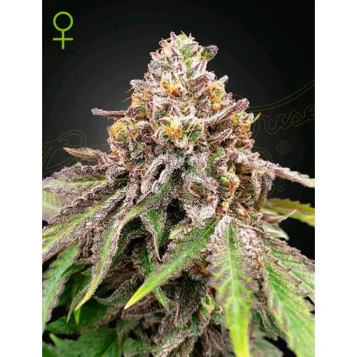 GREEN HOUSE - BLUE HAZE X GELATO #41 AUTO - 10 SEMI