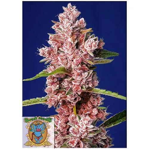 SWEET SEEDS - TROPICANNA POISON FEM - VERSIONE F1 FAST - BULK 25 SEMI