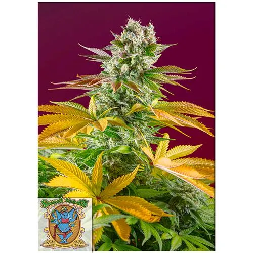 SWEET SEEDS - GORILLA GIRL FEM - VERSIONE F1 FAST - 25 SEMI SFUSI