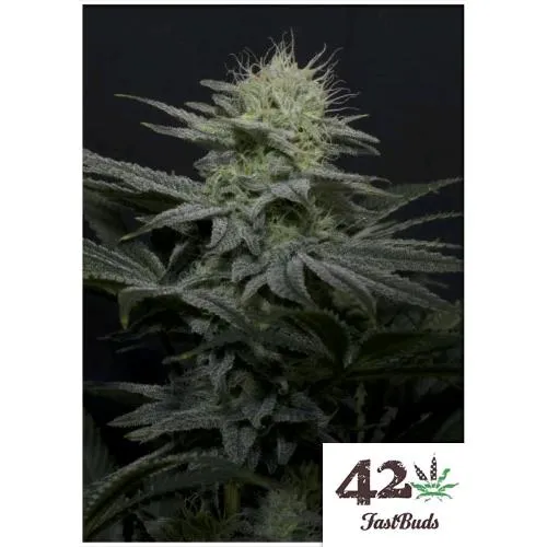 FAST BUDS - GG4 SHERBET FF FEM- 1 SEME