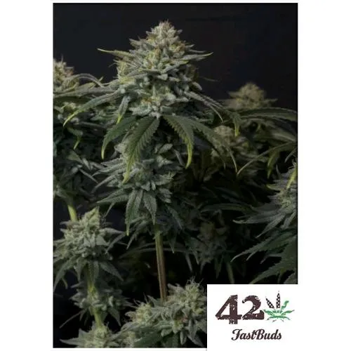 FAST BUDS - GORILLA COOKIES FF FEM - 5 SEMI