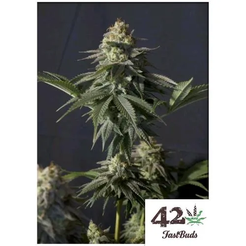 FAST BUDS - ORANGE SHERBET FF FEM - 1 SEME