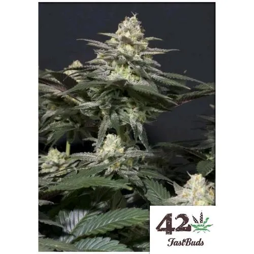 FAST BUDS - PURPLE LEMONADE FF FEM - 5 SEMI