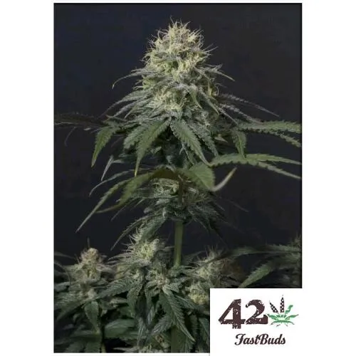 FAST BUDS - TROPICANA COOKIES FF FEM - 3 SEMI