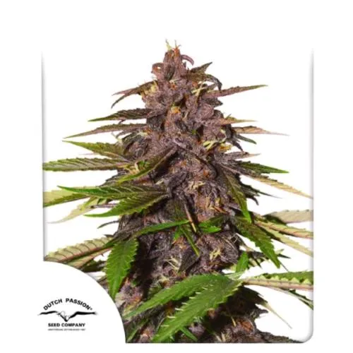DUTCH PASSION - FORBIDDEN CHERRY AUTO - 3 SEMI