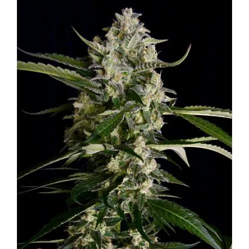 SEMI SERI - SERIOSA FEM - 6 SEMI