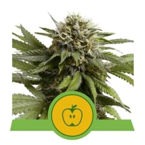 ROYAL QUEEN SEEDS - APPLE FRITTER AUTO - 10 SEMI - USA PREMIUM