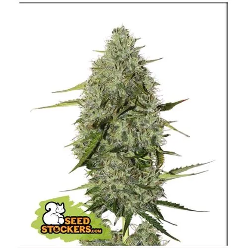 STOCKERS DI SEMI - CBD CRITICAL XXL AUTO - 100 SEMI
