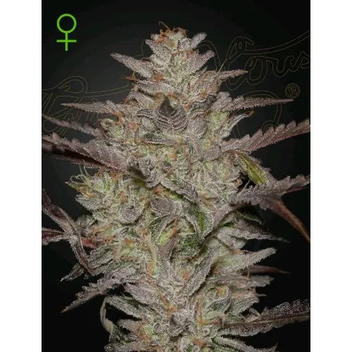 CASA VERDE - ALIENZ AUTO - 5 SEMI
