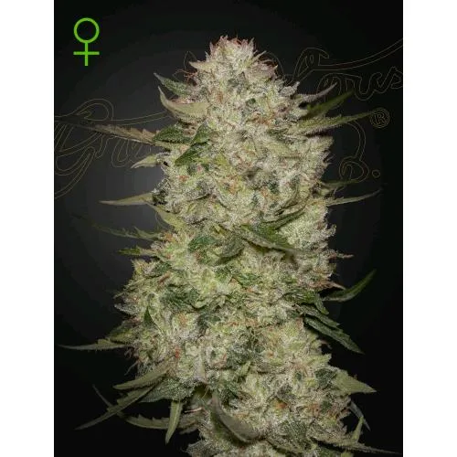 CASA VERDE - HIGHCLOUDZ AUTO - 10 SEMI