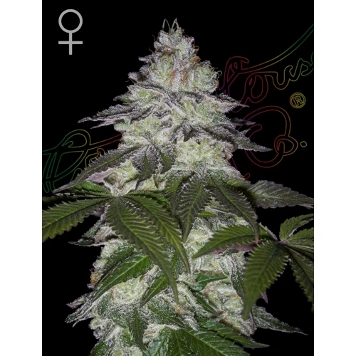 GREEN HOUSE - MILKY DREAMS FEM - 5 SEMI
